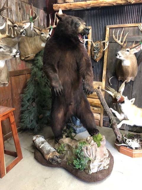 black bear taxidermy mounts for sale